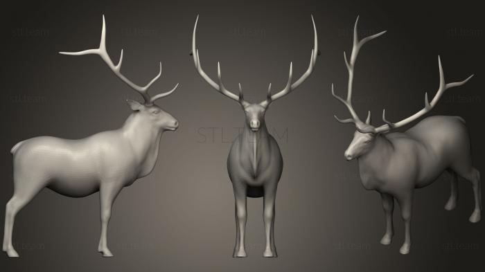 3D model Bull Elk (STL)